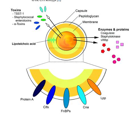 Staphylococcus Aureus Diagram