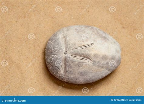 Top View of Sand Dollar Sea Urchin on Sandy Beach Stock Image - Image of beach, biology: 139373405