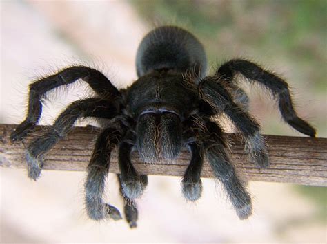 Spiders in the Garden: Black and Orange Tarantula Spider