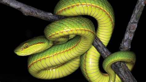 New snake discovered by scientists in India named after Harry Potter’s ‘Salazar Slytherin’ | KTLA