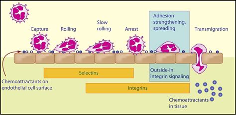 Hold on to Your Endothelium: Postarrest Steps of the Leukocyte Adhesion Cascade: Immunity