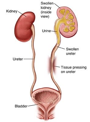 Organs in the Excretory System and Their Functions | New Health Advisor