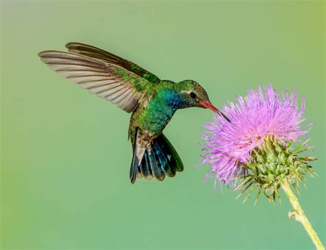 Hummingbirds in Colorado: 12 Species To Look For