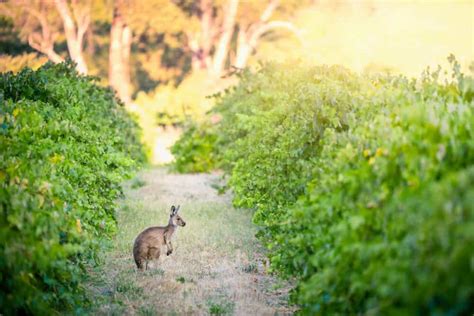 6 Best Winery Tours from adelaide 2024