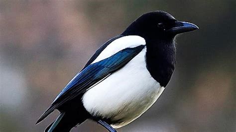 The magpie - a striking bird which not many warm to - WexfordPeople.ie