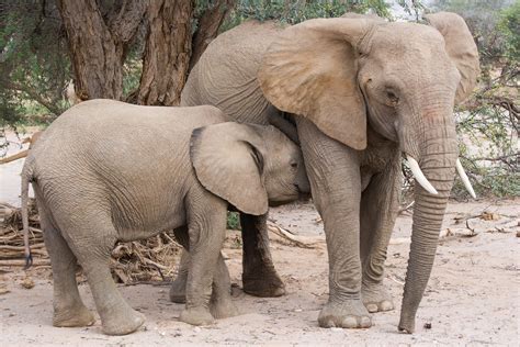 File:Female African bush elephant (Loxodonta africana) with juvenile ...