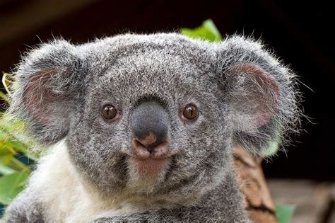 wet koala - Google Search | Animal facts interesting, Animal facts, Fun ...