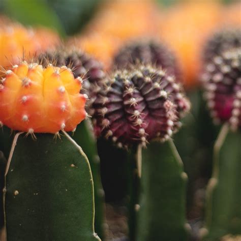 Moon Cactus– Plant Collective