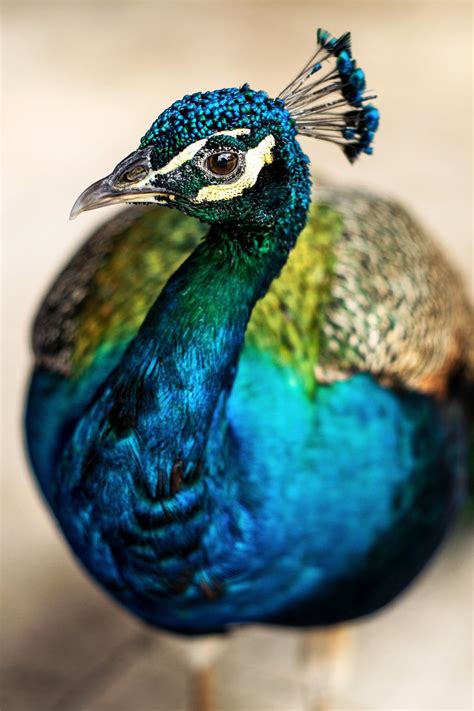 blue green and brown peacock photo – Free Iberostar paraiso del mar Image on Unsplash | Peacock ...