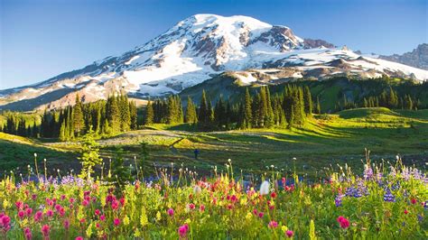 [Answered] Where are these wild flowers, in front of dell and ...