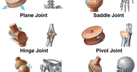 Condylar joint | Science online