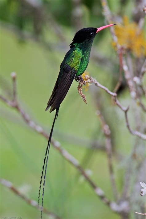 Red billed streamertail - Alchetron, the free social encyclopedia