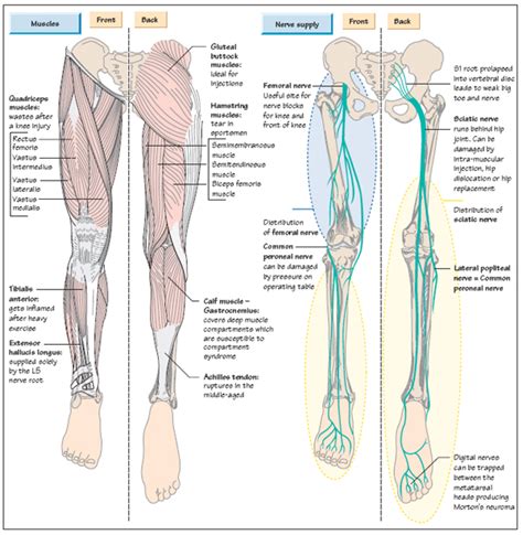 Anatomy of the Leg | Musculoskeletal Key