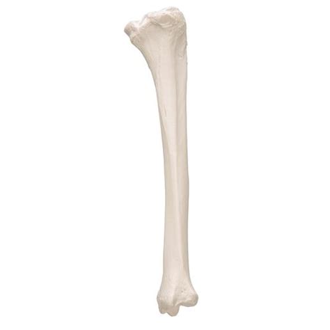 3B Scientific A35/3 Tibia 3B Smart Anatomy Science Education ...