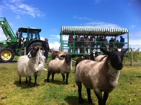 Walnut Tree Farm Park - Where to Go With Kids - South Wales