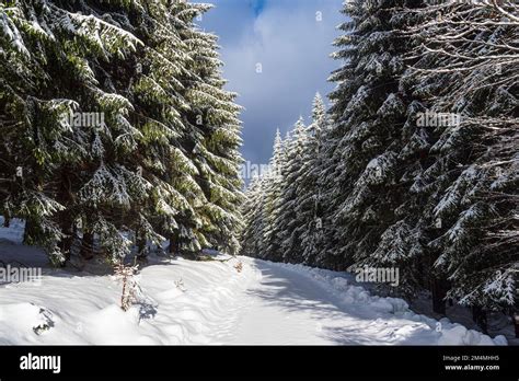 Landscape In Winter In Thuringian Forest Near Schmiedefeld Am Rennsteig ...