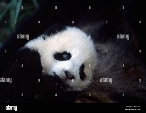 Giant panda baby hi-res stock photography and images - Alamy