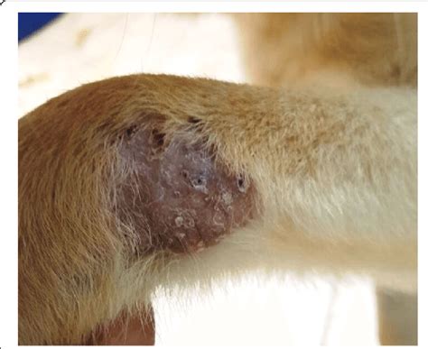 Cutaneous skin lesion over the carpus in dog case no. 1 infected with ...