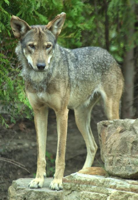 RETURN OF THE RED WOLF: RWSSP of the month--Akron Zoo, host of 2014 RWSSP meeting