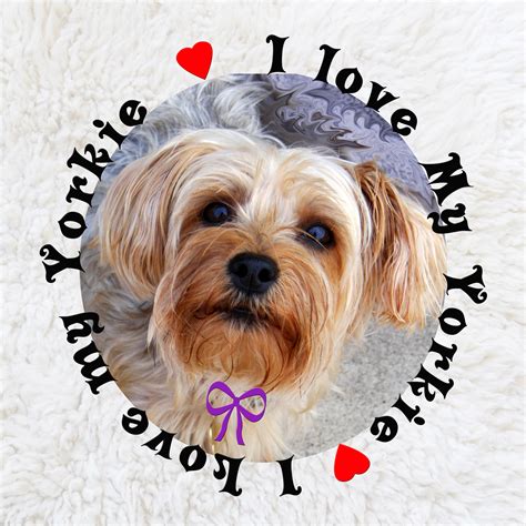 I Love My Yorkie Free Stock Photo - Public Domain Pictures