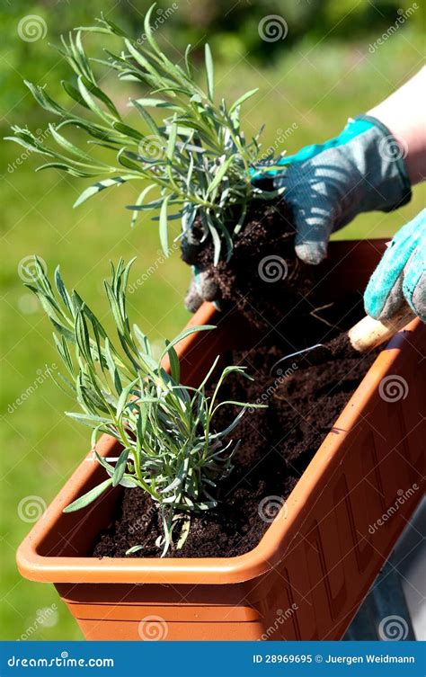 Lavender seedling stock image. Image of person, cultivated - 28969695