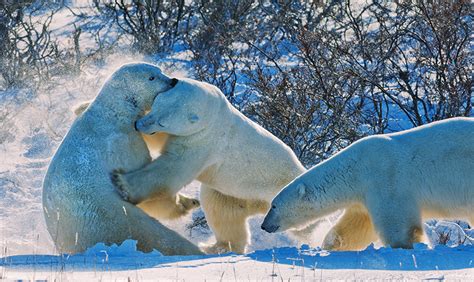 How to Survive a Polar Bear Attack - BEAR GUIDE