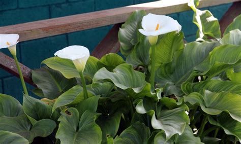 How to Grow Calla Lily Outdoor? (4 Tips to Care) - The Daily Gardener