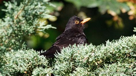 Common Blackbird adult male - John Caddick | John Caddick