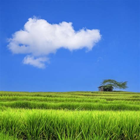 Premium Photo | Paddy field landscape in beautiful day and sky