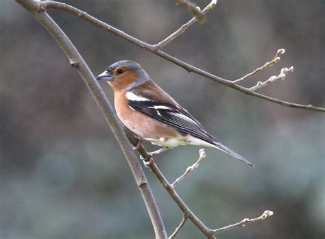 Ireland's Top 20 + Garden Birds - Irish Garden Birds