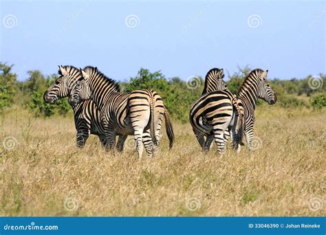 Wild african zebra herd stock photo. Image of south, forest - 33046390