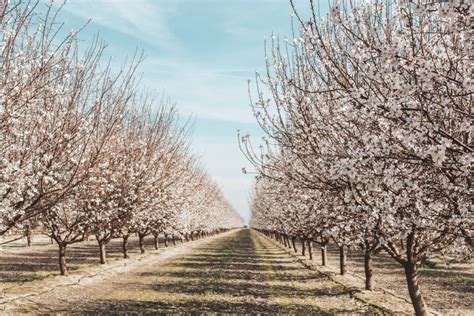 2024 Fresno Blossom Trail Guide [Map + Tips for Visiting]