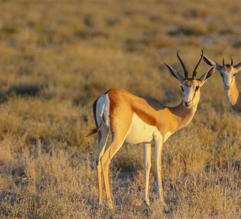 Cannundrums: Kaokoveld Springbok