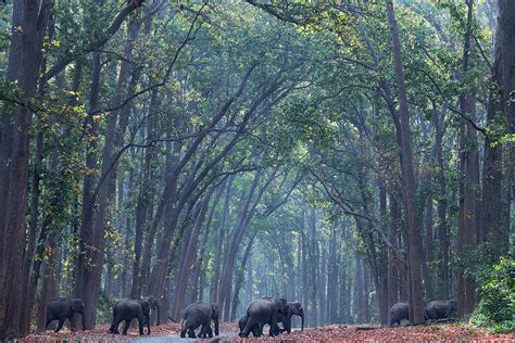 Elephant herd in Forest Photograph by Hira Punjabi - Fine Art America