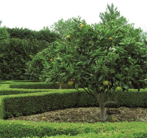 Citrus tree varieties offered by Waimea Nurseries