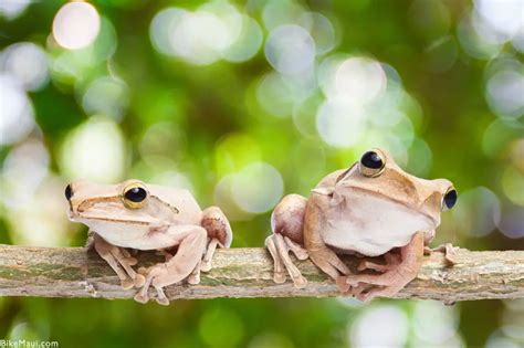 Maui Fauna of the Month: Coqui Frogs