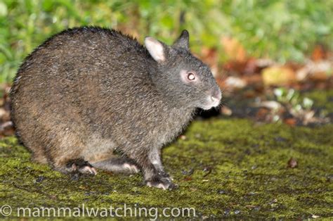 Japan - Mammal Watching