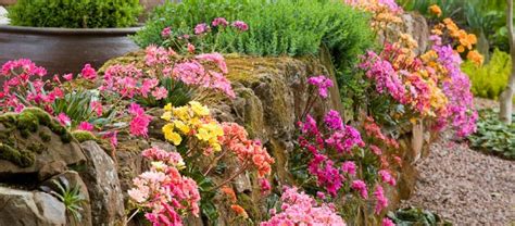 Lewisias in the garden - Ashwood Nurseries