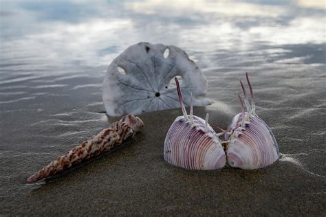 Sea Shells On Sand Dollar Beach Baja Photograph by Steven Morello - Fine Art America