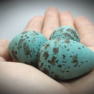 Wooden Blue Jay Eggs for Science Education, Natural History, Nature ...