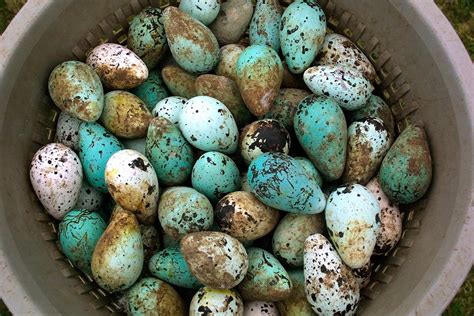 Bird Egg Colors Are Influenced by Local Climate | Scientific American