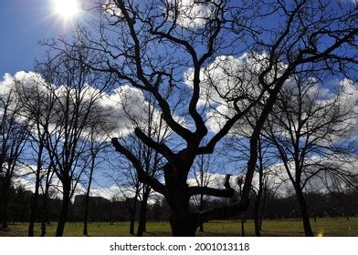 693 300 Year Old Tree Images, Stock Photos & Vectors | Shutterstock