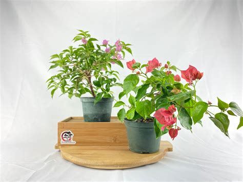 Bougainvillea Bonsai | BonsaiStore.co