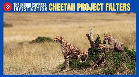 Cheetah Poaching