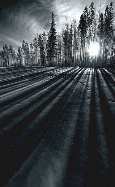 Tree Shadow Photography Sun 48 Ideas | Shadow photography, Light and ...