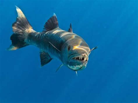 Sheela Fish/Barracuda Complete Guide | Price in India, Lifespan - Petofy - Everything Pets