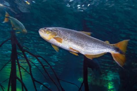 Fish With Teeth: Nature at Its Most Fascinating