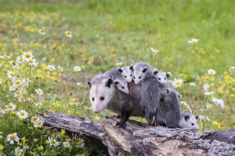 7 Fascinating Opossum Facts - Farmers' Almanac