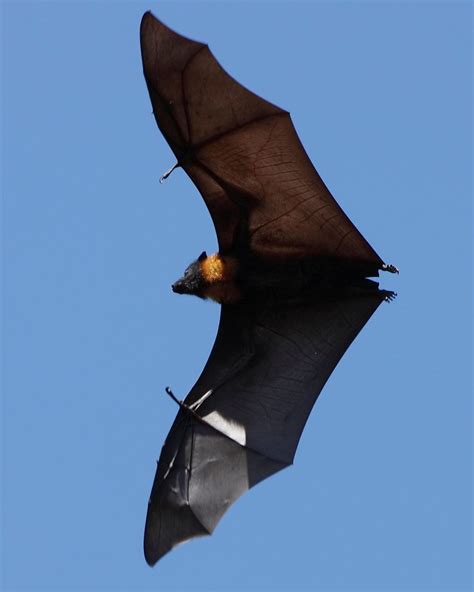 The giant crowned flying fox is a human-size bat from the Philippines ...