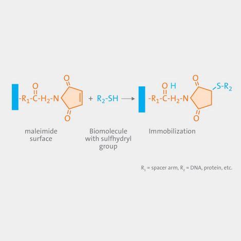 Sulfhydryl Group Model